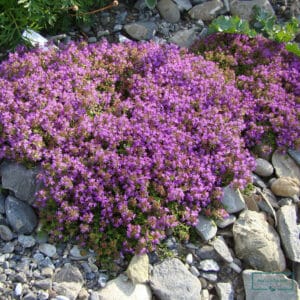 Thyme Seeds – Herb Garden Plant Seeds for Planting, 100 Seeds Pack