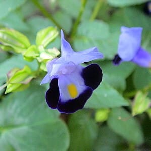 Alternative view of Torenia “Summery Love Midnight Blue” Seeds – Wishbone Garden Flower Seeds for Planting, 100 Seeds Pack