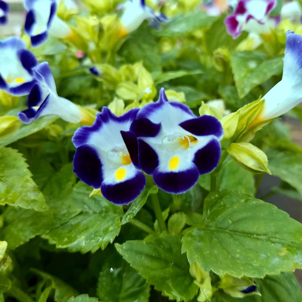 Torenia “Summery Love Midnight Blue” Seeds – Wishbone Garden Flower Seeds for Planting, 100 Seeds Pack - Image 4