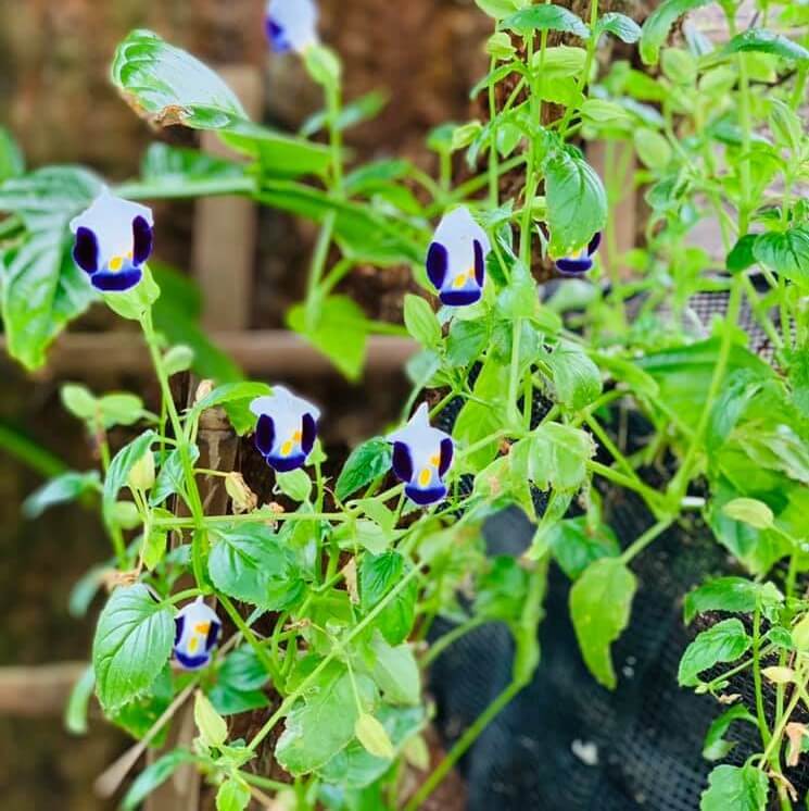 Torenia “Summery Love Midnight Blue” Seeds – Wishbone Garden Flower Seeds for Planting, 100 Seeds Pack - Image 3