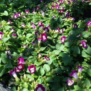 Alternative view of Torenia “Summery Love Red” Seeds – Wishbone Garden Flower Seeds for Planting, 100 Seeds Pack