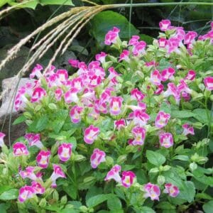 Alternative view of Torenia “Summery Love Rose” Seeds – Wishbone Garden Flower Seeds for Planting, 100 Seeds Pack