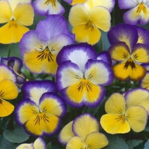 Tricolor Pansy Flower Seeds "Floral Days Series Cool Summer Breeze" – Wavy Viola Tricolor Seeds for Garden Planting, 100 Seeds Pack