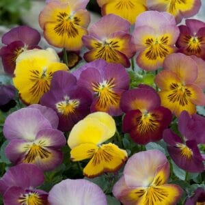 Tricolor Pansy Flower Seeds "Floral Days Series Morning Dew" – Wavy Viola Tricolor Seeds for Garden Planting, 100 Seeds Pack