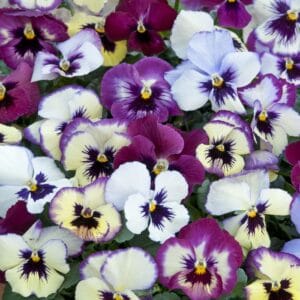 Tricolor Pansy Flower Seeds "Floral Days Series Raspberry" – Wavy Viola Tricolor Seeds for Garden Planting, 100 Seeds Pack