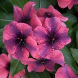 Alternative view of Mixed Vinca Flower Seeds – Garden Flower Seeds for Planting, 100 Seeds Pack