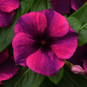 Alternative view of Vinca "Tattoo Black Cherry" Flower Seeds – Garden Flower Seeds for Planting, 100 Seeds Pack