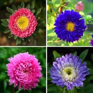 Mixed Aster Flower Seeds – Garden Flower Seeds for Planting, 100 Seeds Pack