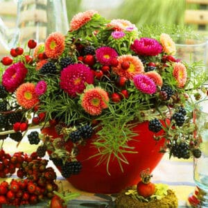 Alternative view of Mixed Aster Flower Seeds – Garden Flower Seeds for Planting, 100 Seeds Pack