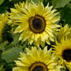 Sunflower Seeds "Garden Statement" – Sunflower Seeds for Garden Planting, 50 Seeds Pack