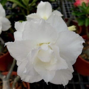 Adenium Obesum Desert Rose Seeds – Multi-Petals Desert Rose Flower Seeds for Garden Planting #104, 5 Seeds Pack