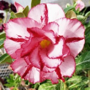 Adenium Obesum Desert Rose Seeds – Multi-Petals Desert Rose Flower Seeds for Garden Planting #106, 5 Seeds Pack