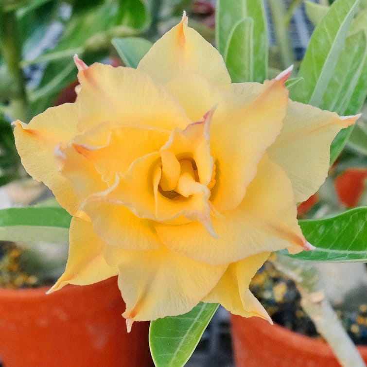 Adenium Obesum Desert Rose Seeds – Multi-Petals Desert Rose Flower Seeds for Garden Planting #107, 5 Seeds Pack