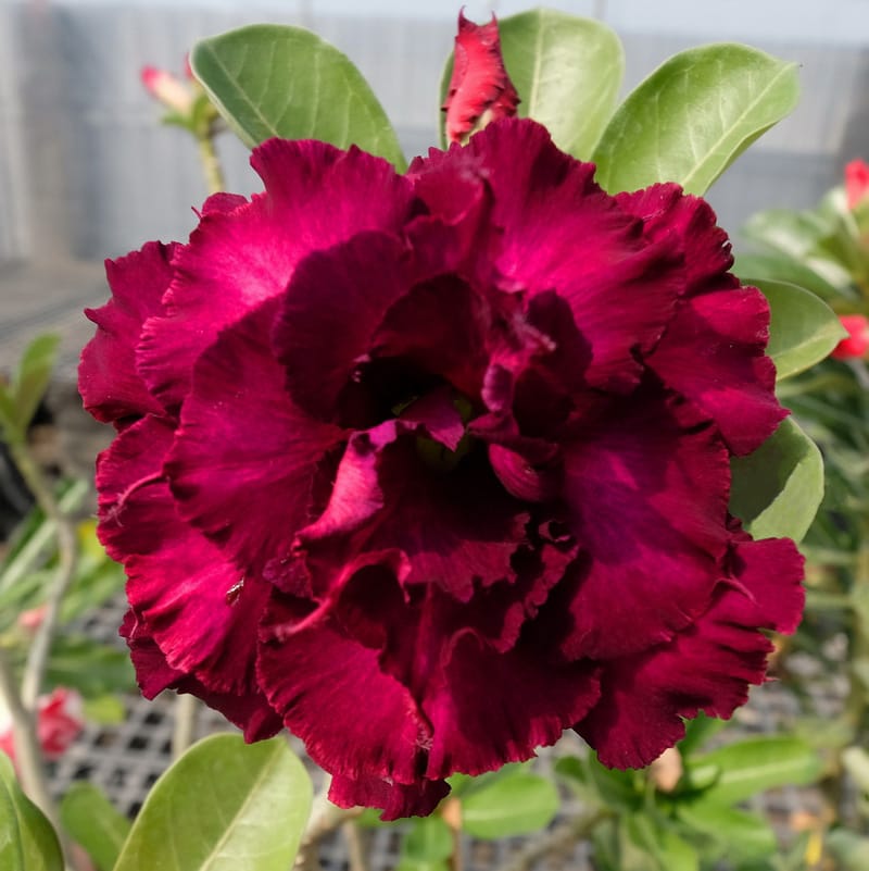 Adenium Obesum Desert Rose Seeds – Multi-Petals Red Desert Rose Flower Seeds for Garden Planting #108, 5 Seeds Pack