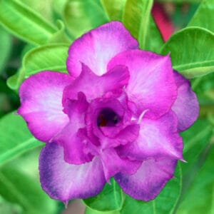 Adenium Obesum Desert Rose Seeds – Multi-Petals Purple Desert Rose Flower Seeds for Garden Planting #011, 5 Seeds Pack