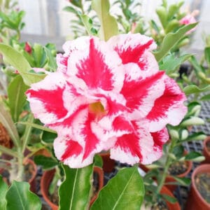 Adenium Obesum Desert Rose Seeds – Multi-Petals Yellow Desert Rose Flower Seeds for Garden Planting #111, 5 Seeds Pack