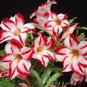 Adenium Obesum Desert Rose Seeds – Red Edge Rose Flower Seeds for Garden Planting #012, 5 Seeds Pack