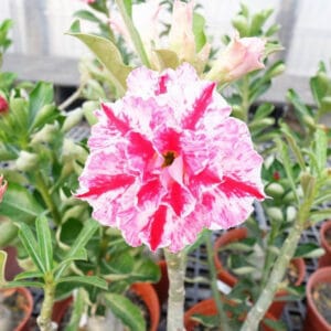 Adenium Obesum Desert Rose Seeds – Multi-Petals Desert Rose Flower Seeds for Garden Planting #122, 5 Seeds Pack