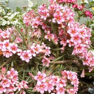 Adenium Obesum Desert Rose Seeds – Pink Desert Rose Flower Seeds for Garden Planting #013, 5 Seeds Pack