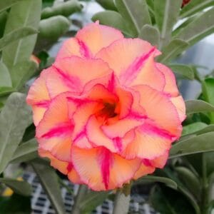 Adenium Obesum Desert Rose Seeds – Multi-Petals Desert Rose Flower Seeds for Garden Planting #130, 5 Seeds Pack