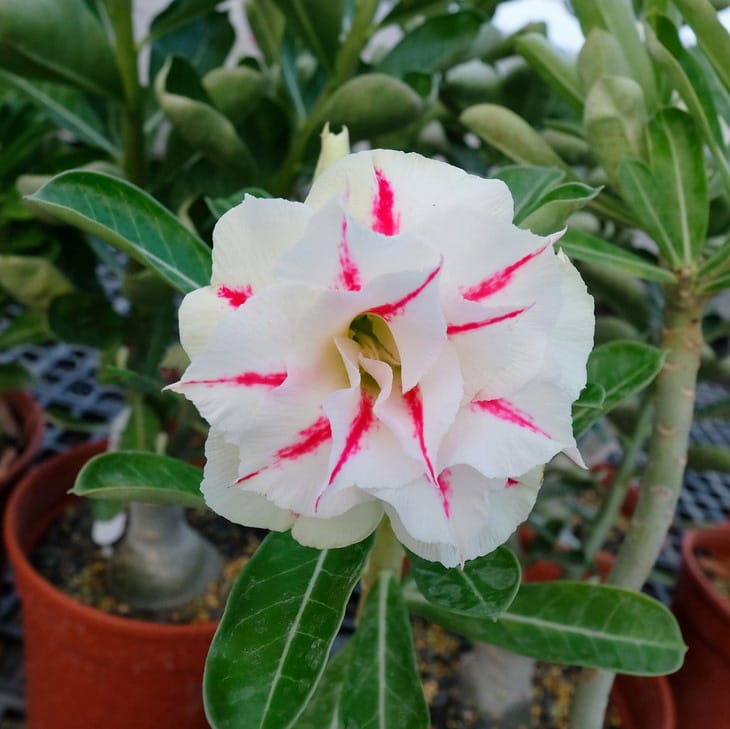 Adenium Obesum Desert Rose Seeds – Multi-Petals Desert Rose Flower Seeds for Garden Planting #131, 5 Seeds Pack