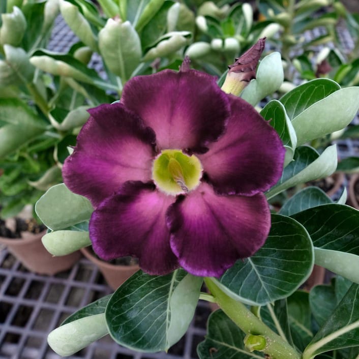 Adenium Obesum Desert Rose Seeds – Desert Rose Flower Seeds for Garden Planting #132, 5 Seeds Pack