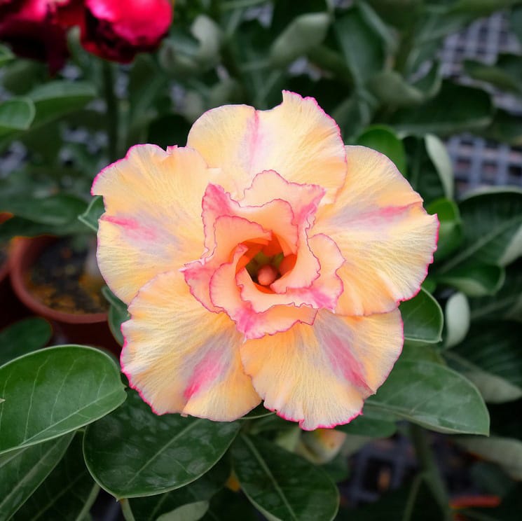Adenium Obesum Desert Rose Seeds – Multi-Petals Desert Rose Flower Seeds for Garden Planting #134, 5 Seeds Pack