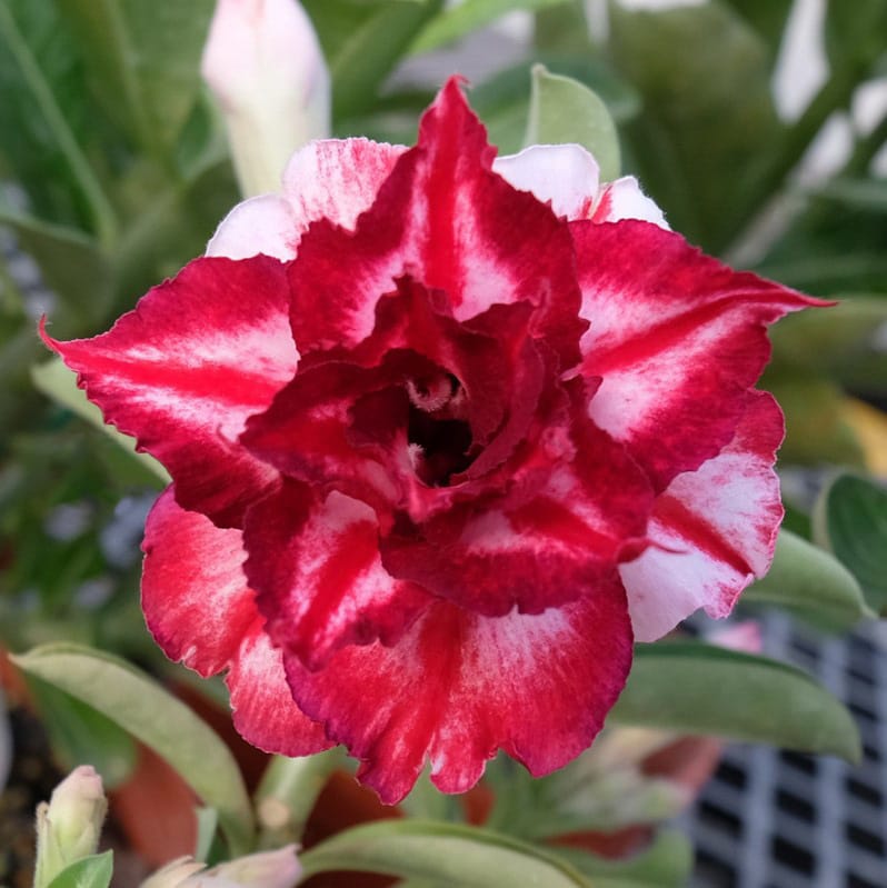 Adenium Obesum Desert Rose Seeds – Multi-Petals Desert Rose Flower Seeds for Garden Planting #136, 5 Seeds Pack