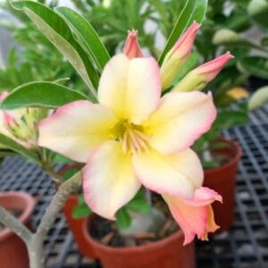 Adenium Obesum Desert Rose Seeds – Desert Rose Flower Seeds for Garden Planting #138, 5 Seeds Pack