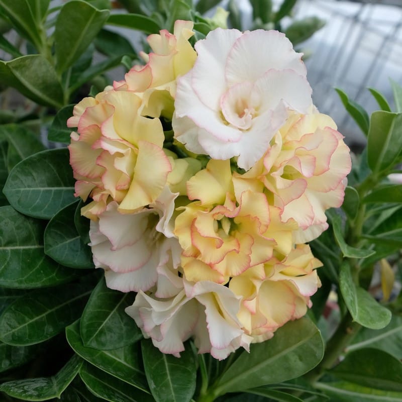 Adenium Obesum Desert Rose Seeds – Multi-Petals Desert Rose Flower Seeds for Garden Planting #139, 5 Seeds Pack