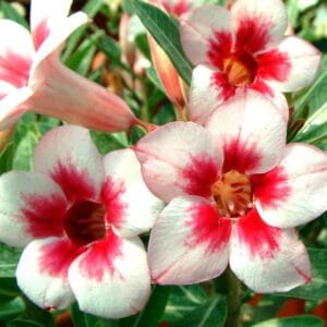 Adenium Obesum Desert Rose Seeds – Red Center Rose Flower Seeds for Garden Planting #014, 5 Seeds Pack