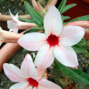 Adenium Obesum Desert Rose Seeds – Baby Pink Desert Rose Flower Seeds for Garden Planting #015, 5 Seeds Pack