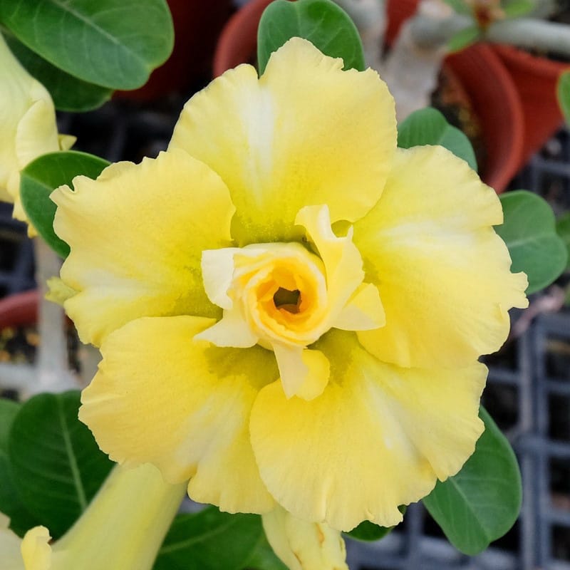 Adenium Obesum Desert Rose Seeds – Multi-Petals Desert Rose Flower Seeds for Garden Planting #151, 5 Seeds Pack