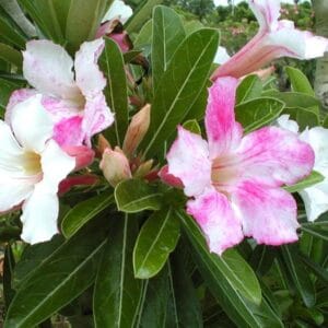 Adenium Obesum Desert Rose Seeds – Flash Pink Rose Flower Seeds for Garden Planting #016, 5 Seeds Pack