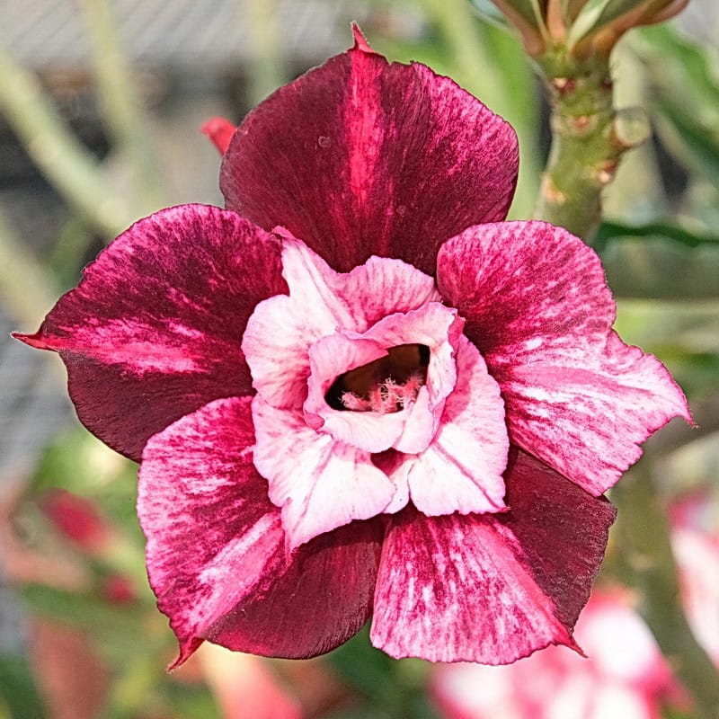 Adenium Obesum Desert Rose Seeds – Desert Rose Flower Seeds for Garden Planting #161, 5 Seeds Pack