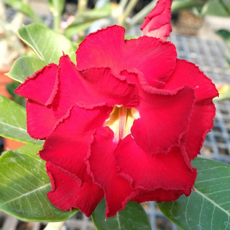 Adenium Obesum Desert Rose Seeds – Desert Rose Flower Seeds for Garden Planting #162, 5 Seeds Pack