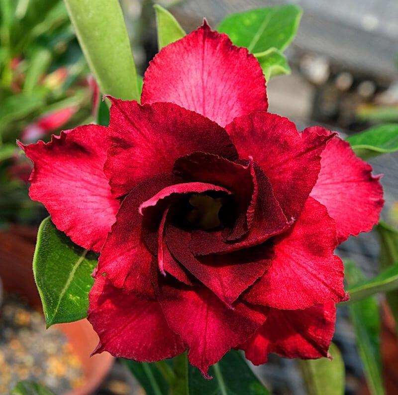 Adenium Obesum Desert Rose Seeds – Desert Rose Flower Seeds for Garden Planting #164, 5 Seeds Pack