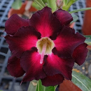 Adenium Obesum Desert Rose Seeds – Multi-Petals Desert Rose Flower Seeds for Garden Planting #169, 5 Seeds Pack