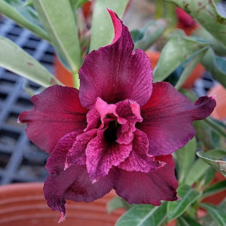 Adenium Obesum Desert Rose Seeds – Multi-Petals Desert Rose Flower Seeds for Garden Planting #171, 5 Seeds Pack