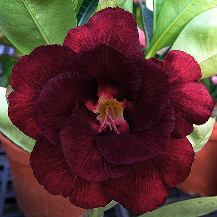 Adenium Obesum Desert Rose Seeds – Multi-Petals Desert Rose Flower Seeds for Garden Planting #173, 5 Seeds Pack