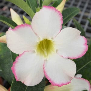 Adenium Obesum Desert Rose Seeds – Desert Rose Flower Seeds for Garden Planting #174, 5 Seeds Pack