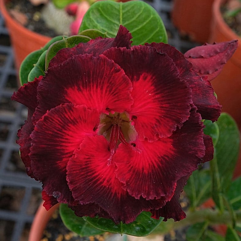 Adenium Obesum Desert Rose Seeds – Desert Rose Flower Seeds for Garden Planting #175, 5 Seeds Pack