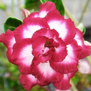 Adenium Obesum Desert Rose Seeds – Multi-Petals Desert Rose Flower Seeds for Garden Planting #178, 5 Seeds Pack