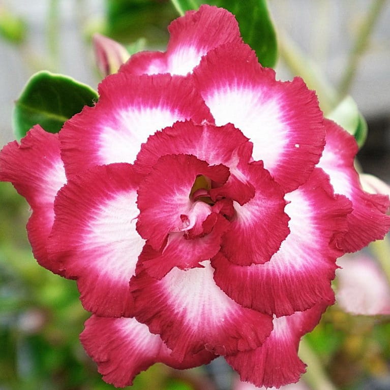 Adenium Obesum Desert Rose Seeds – Multi-Petals Desert Rose Flower Seeds for Garden Planting #178, 5 Seeds Pack