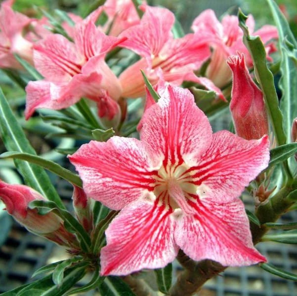 Adenium Obesum Desert Rose Seeds – Zebra Pink Rose Flower Seeds for Garden Planting #018, 5 Seeds Pack