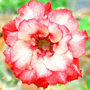 Adenium Obesum Desert Rose Seeds – Multi-Petals Desert Rose Flower Seeds for Garden Planting #182, 5 Seeds Pack