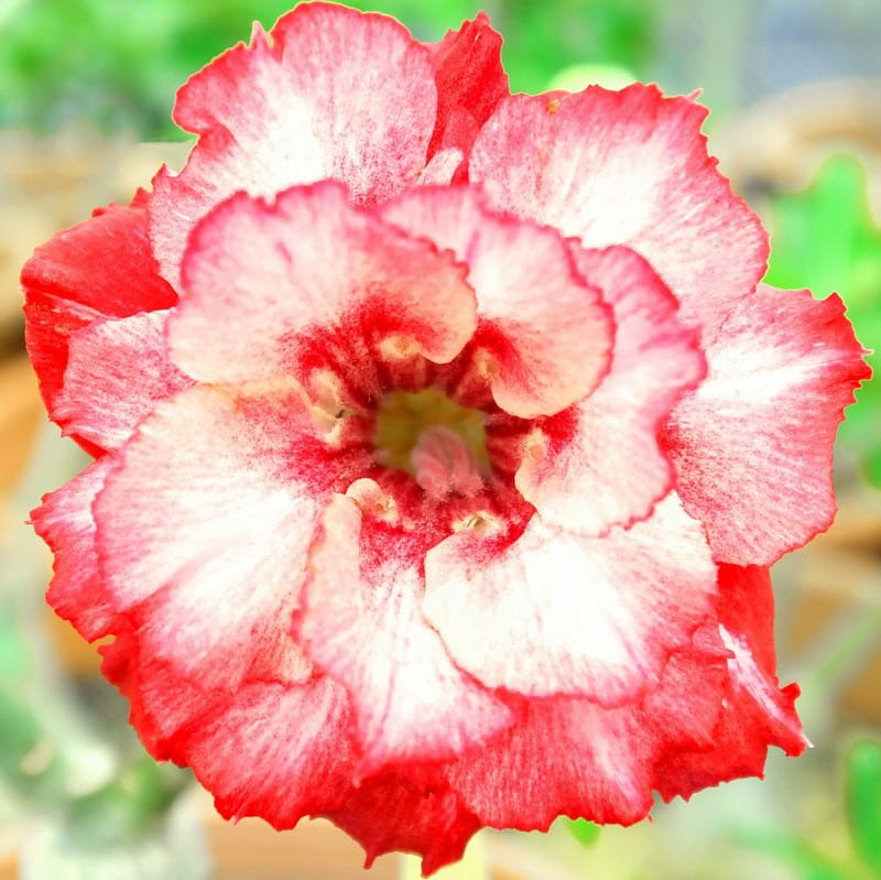 Adenium Obesum Desert Rose Seeds – Multi-Petals Desert Rose Flower Seeds for Garden Planting #182, 5 Seeds Pack