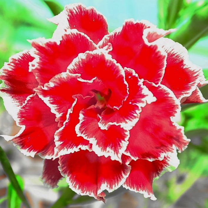 Adenium Obesum Desert Rose Seeds – Multi-Petals Desert Rose Flower Seeds for Garden Planting #184, 5 Seeds Pack