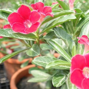Adenium Obesum Desert Rose Seeds – Desert Rose Flower Seeds for Garden Planting #189, 5 Seeds Pack