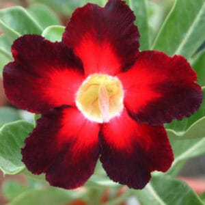 Adenium Obesum Desert Rose Seeds – Angel White Flower Seeds for Garden Planting #002, 5 Seeds Pack
